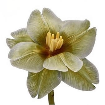 Tulip Springfield TULIPS DYED SPRINGFIELD 37cm | Wholesale Dutch Flowers & Florist ...