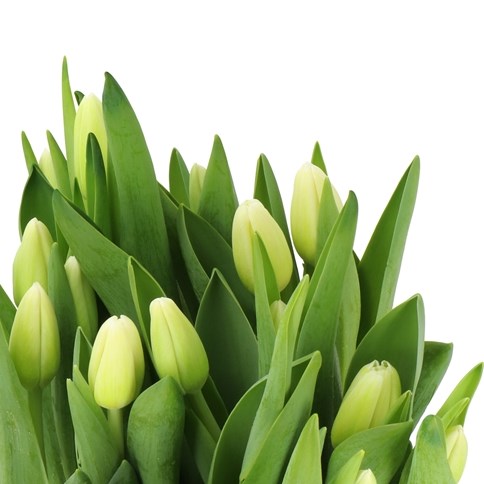TULIPS DYED ST PATRICKS DAY