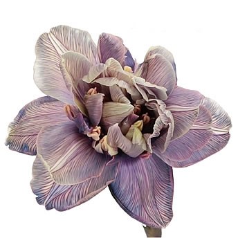 TULIPS DYED VIOLET