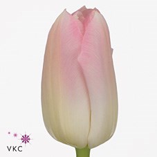 TULIPS DYNASTY