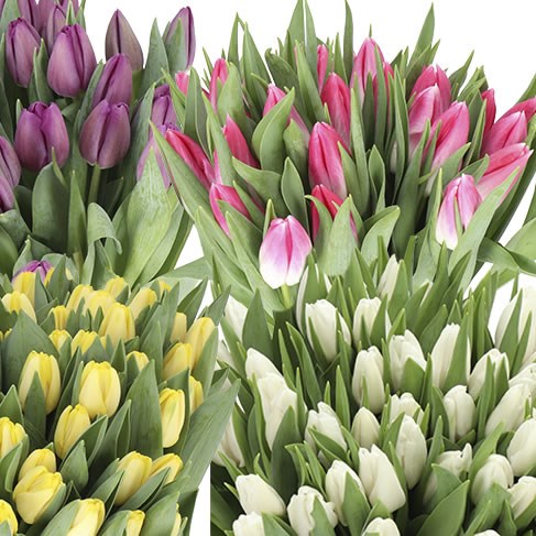 TULIPS EASTER PREMIUM MIX X300