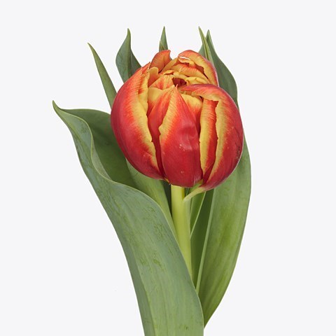 TULIPS EDITION