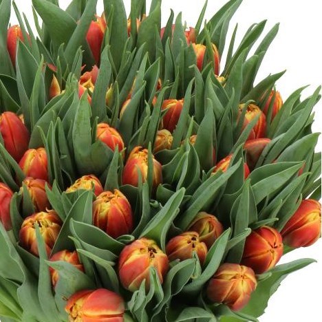 TULIPS EDITION