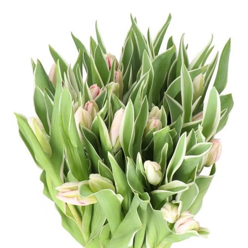 TULIPS ELZENBURG (PARROT)