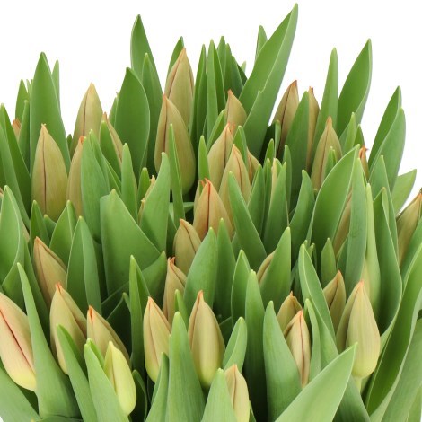 TULIPS ENZO