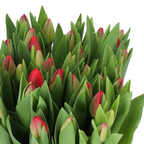 TULIPS EPIC