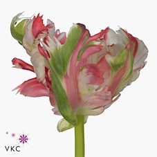 TULIPS ESTELLA RIJNVELD (PARROT)