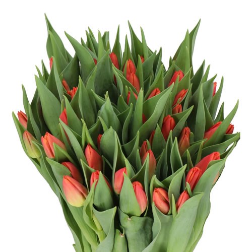 TULIPS EUR CHIC