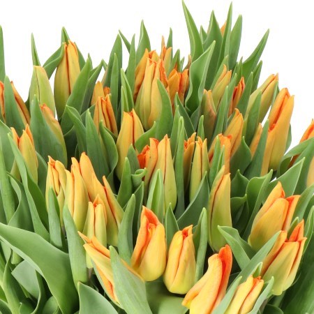 TULIPS EXTASE