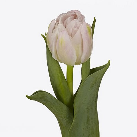 Tulips price sales