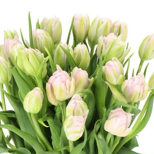 TULIPS FAIR PRICE
