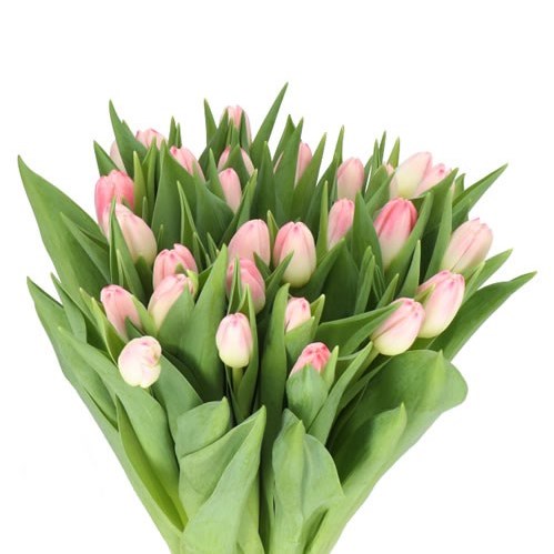 TULIPS FELINE