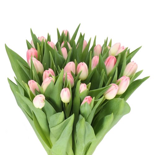 TULIPS FELINE