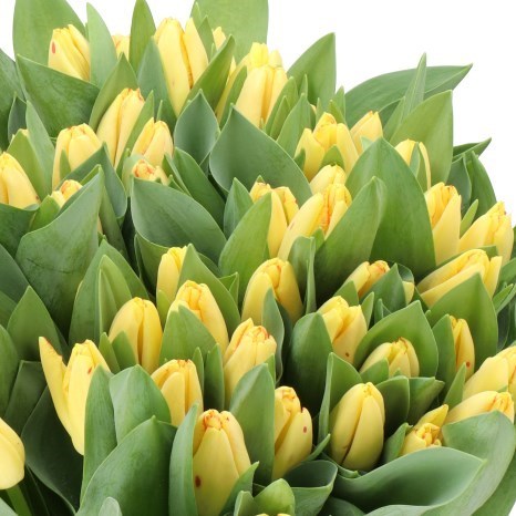 TULIPS FIRE GLOW