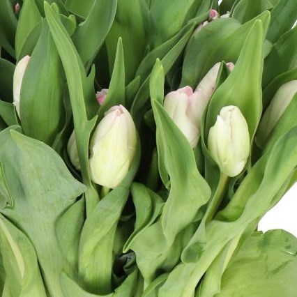 TULIPS FITNESS (PARROT)