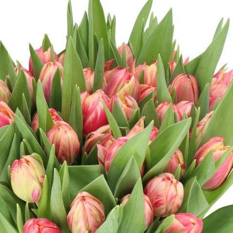 TULIPS FLAMING COLUMBUS