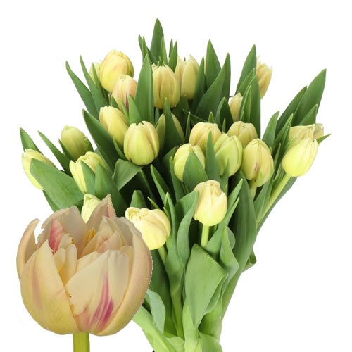 TULIPS FLAMING MARGARITA