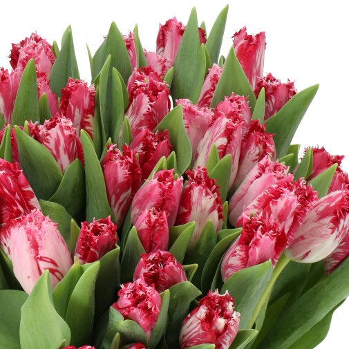 TULIPS FLAMING SANTANDER