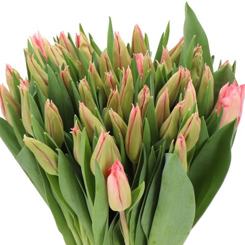 TULIPS FLAMINGO PARADISE