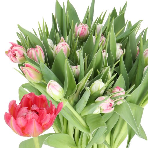 TULIPS FLASH POINT