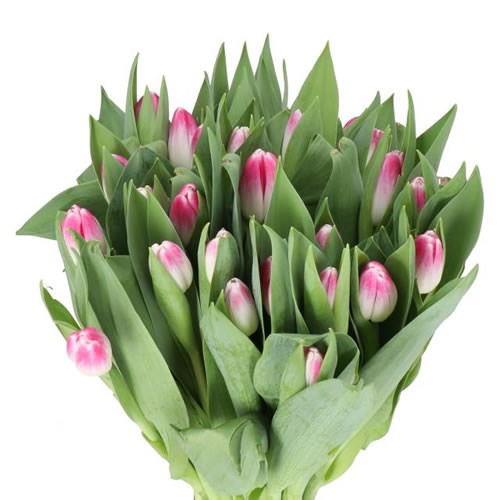 TULIPS FLORENCE