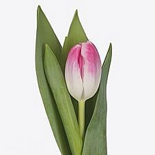 TULIPS FLORENCE