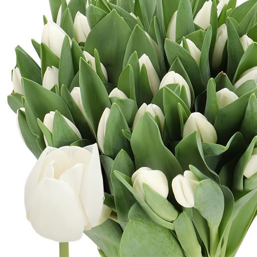 TULIPS FRANCISCUS