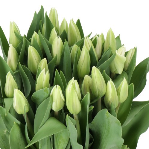TULIPS FREEWHEELER