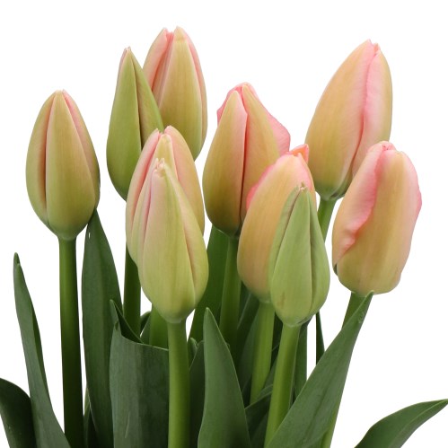 TULIPS - FRENCH BELLA BLUSH