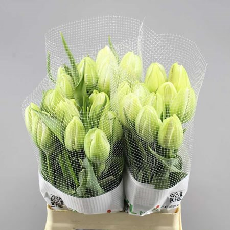 TULIPS - FRENCH BIANCA