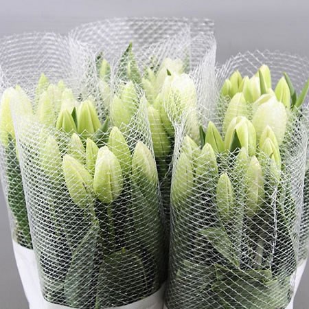 TULIPS - FRENCH CLEARWATER