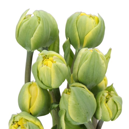 TULIPS - FRENCH DOUBLE YELLOW