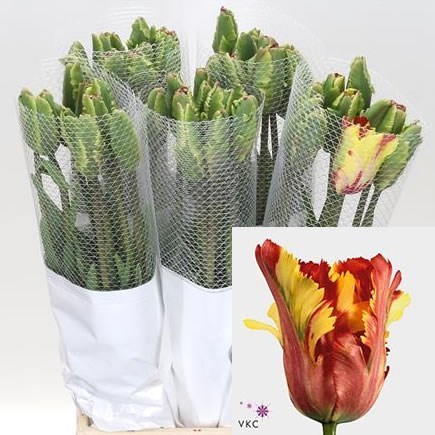 TULIPS - FRENCH FLAMING PARROT