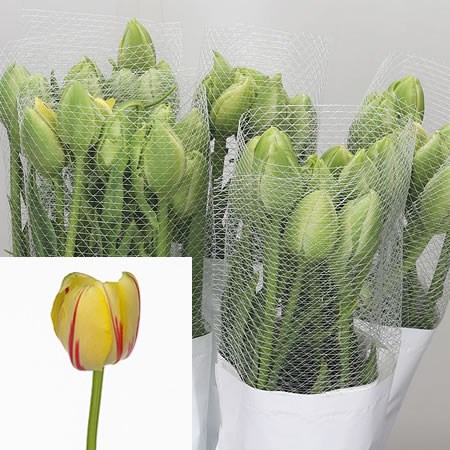 TULIPS - FRENCH GLAMOUR UNIQUE