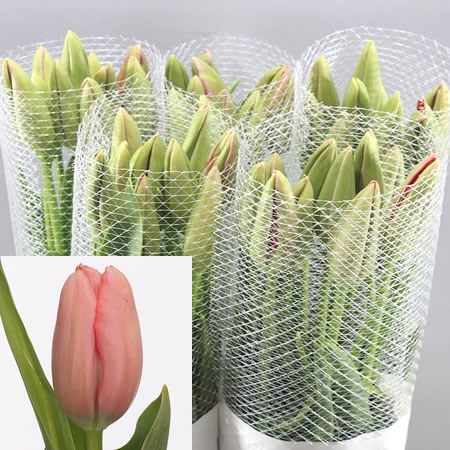 TULIPS - FRENCH GRAND CRU VACQUEY