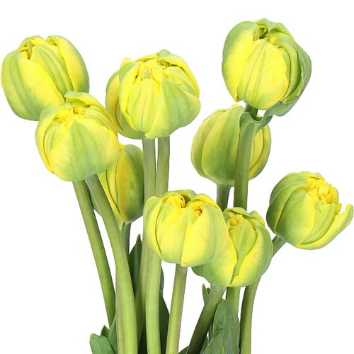 TULIPS - FRENCH ITALIAN SUN