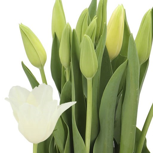 TULIPS - FRENCH IVORY PROUD