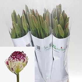 TULIPS - FRENCH JONQUIERES