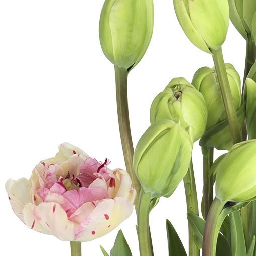 TULIPS - FRENCH JONQUIRES