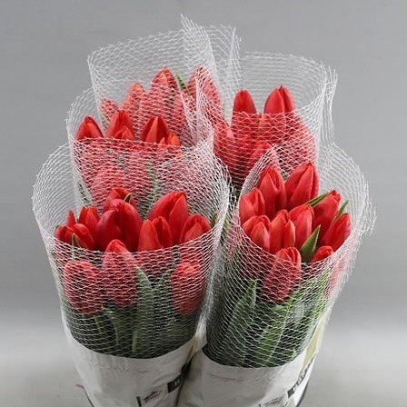 TULIPS - FRENCH KINGSBLOOD