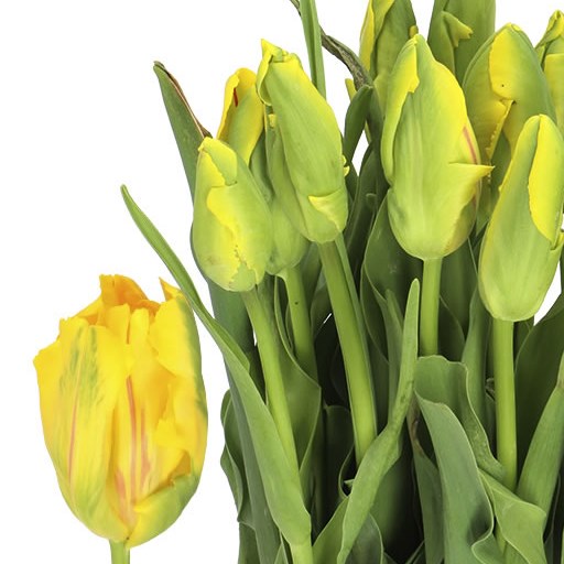 TULIPS - FRENCH LA COURTINE PARROT