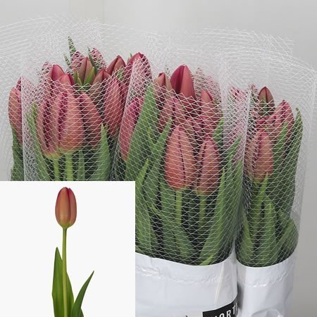 TULIPS - FRENCH LA ROMAINE