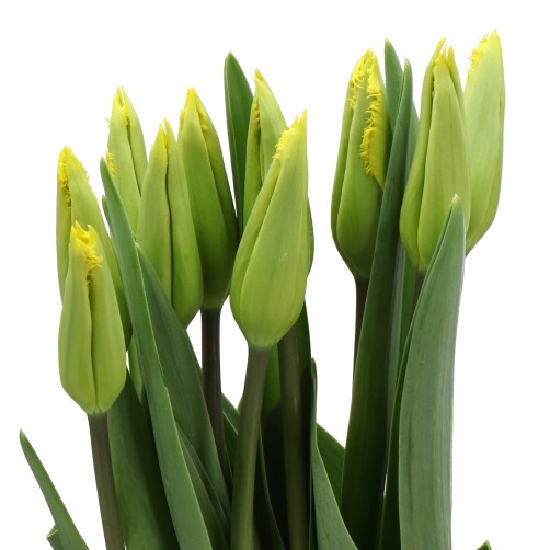 TULIPS - FRENCH LATINA