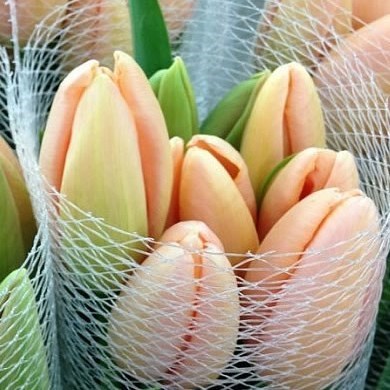 TULIPS - FRENCH MENTON