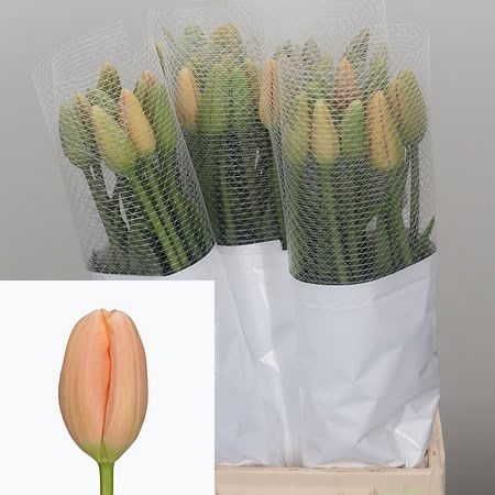 TULIPS - FRENCH MENTON