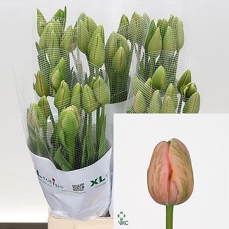 TULIPS - FRENCH MENTON EXOTIC