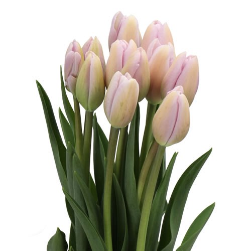 TULIPS - FRENCH NUVOLA