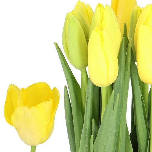 TULIPS - FRENCH OUVEZE