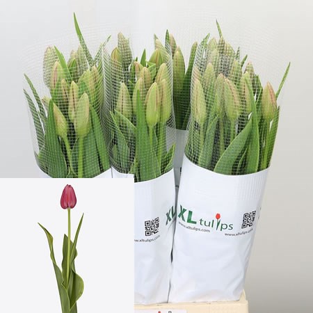 TULIPS - FRENCH SWAROVSKI