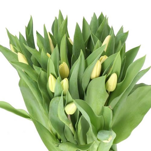 TULIPS FUN FOR TWO
